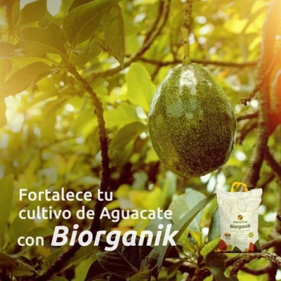 Fortalece el cultivo de Aguacate.