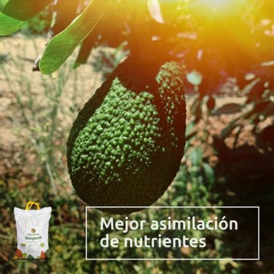 Mejora la asimilación de nutrientes.